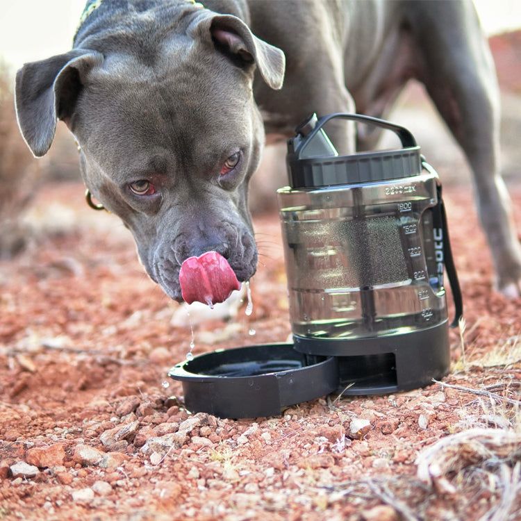 Large Dog Travel Water Bottle Bowl