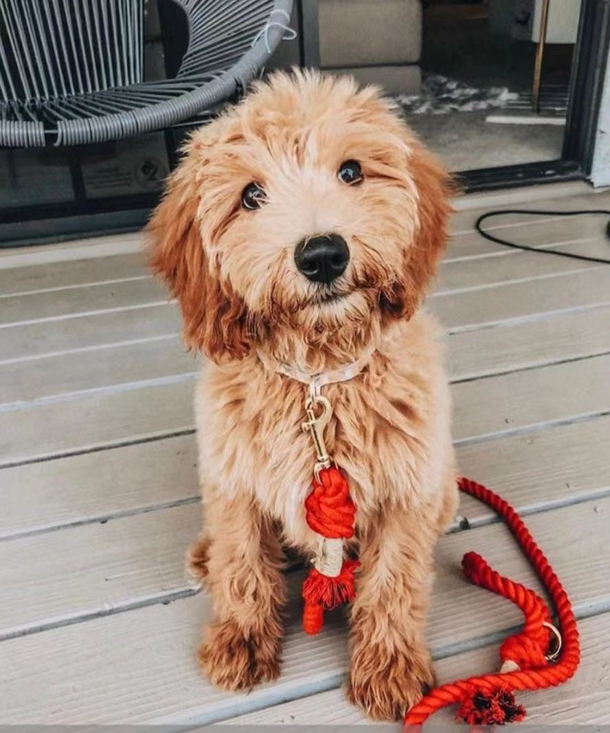 Cotton Rope Dog Leash - photo 8