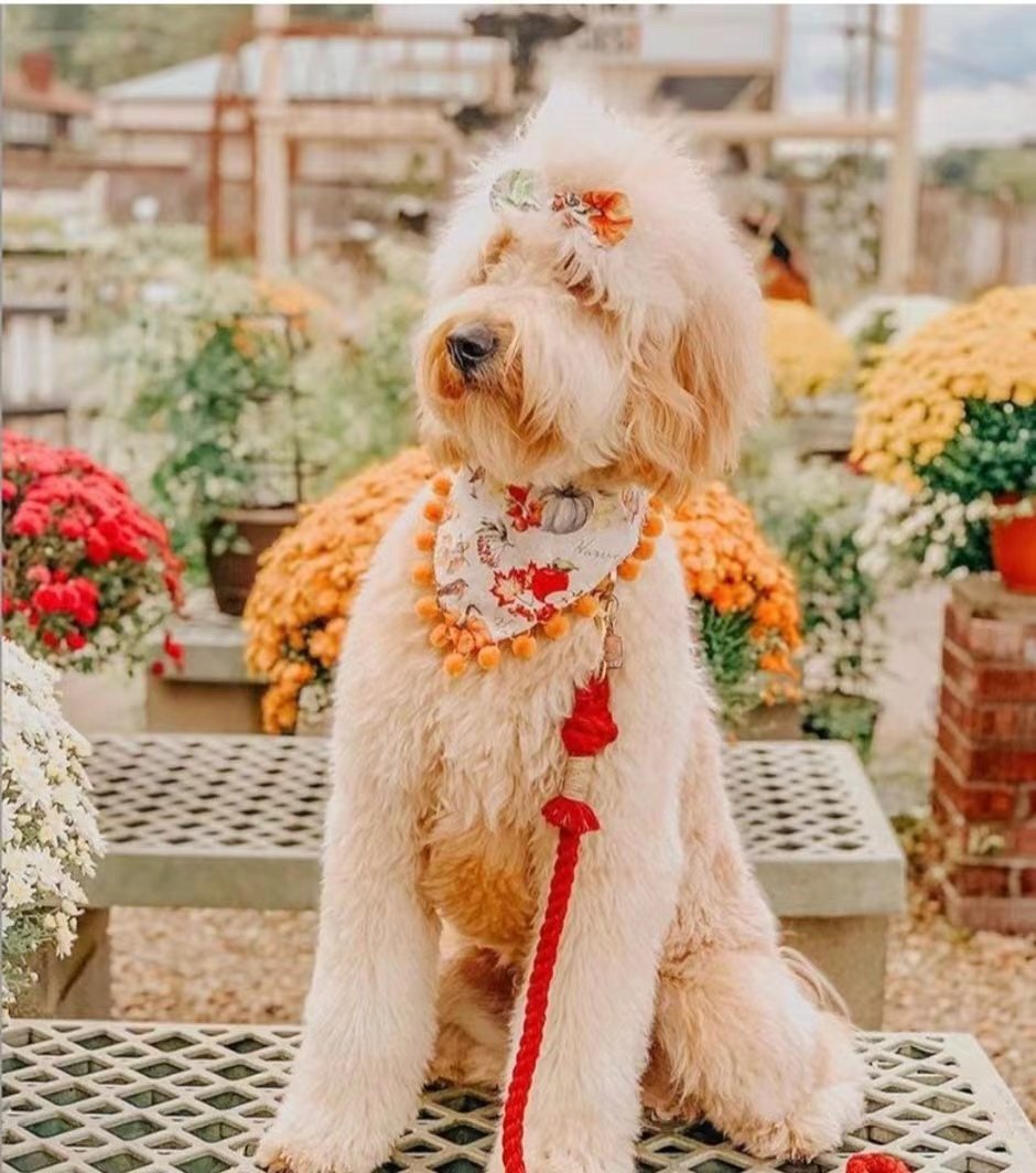 Cotton Rope Dog Leash - photo 7