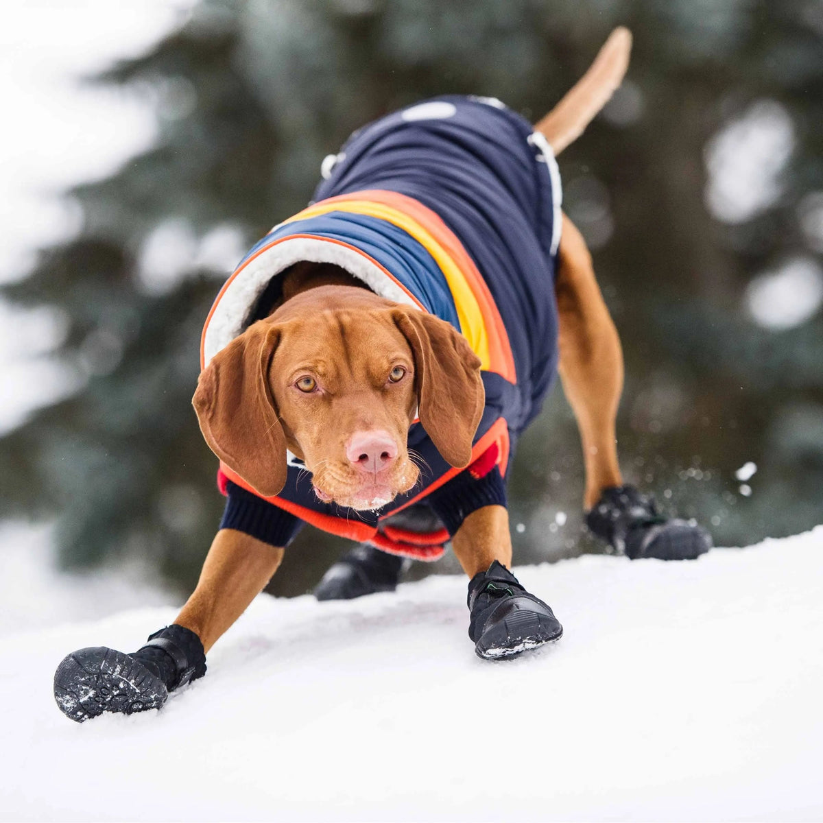 Elasto-Fit Dog Boots, Black - photo 6