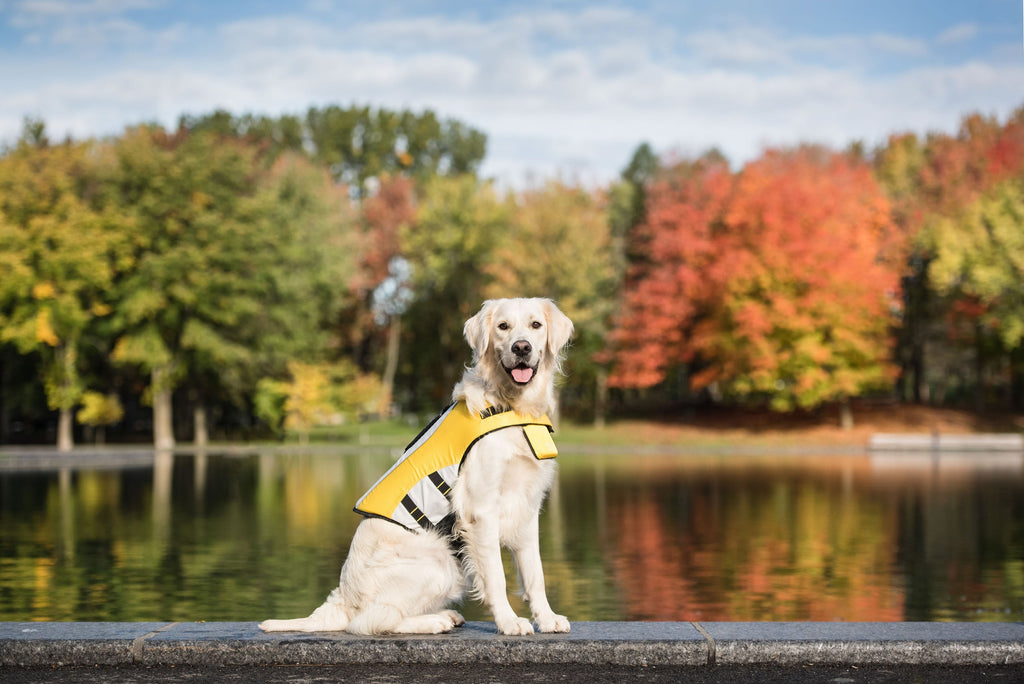 Dog Life Vest