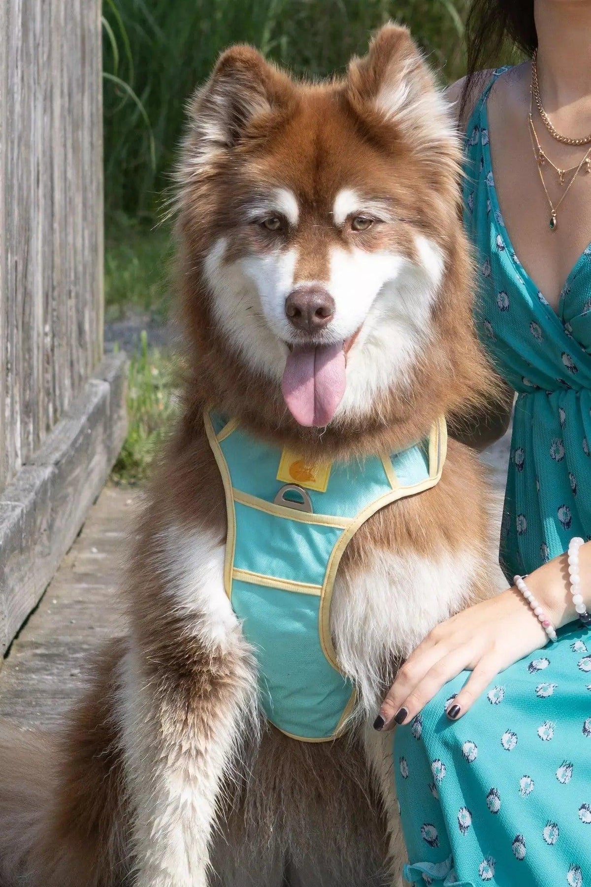 Aria the Fox Dog Harness & Leash Walk Set - photo 7