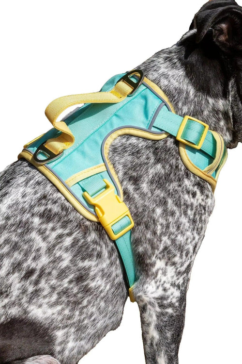 Aria the Fox Island Vibes Ultimate Dog Harness