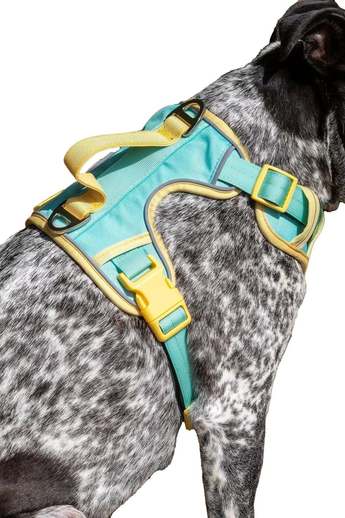 Aria the Fox Walk Set: Island Vibes Harness + Dockside Waterproof Leash