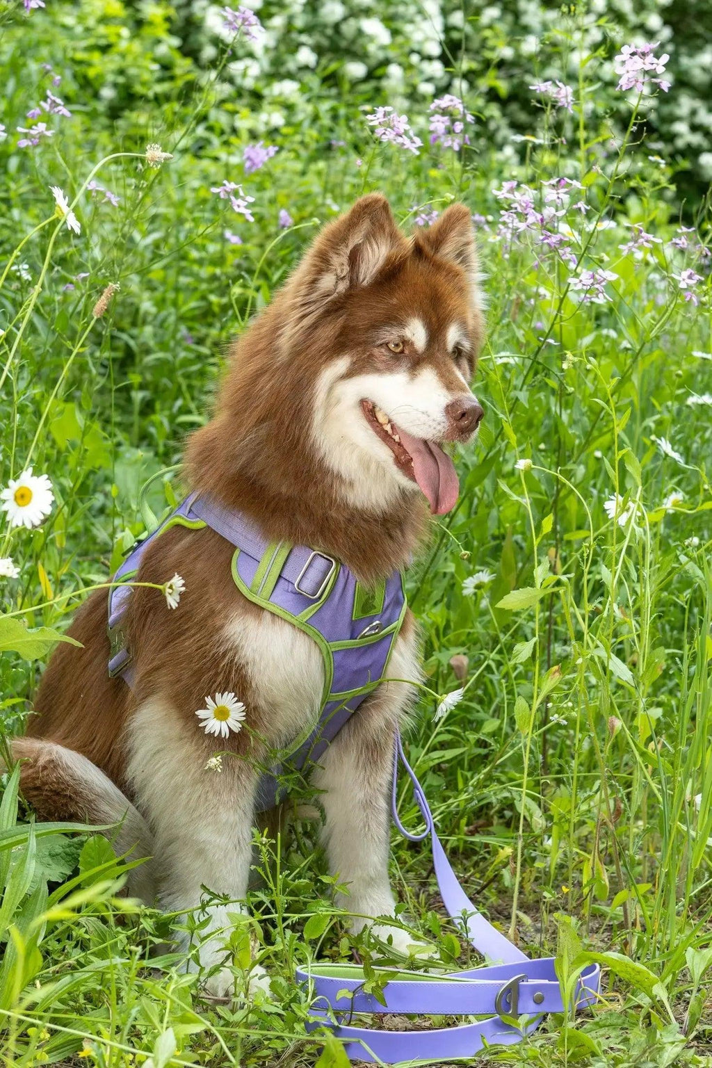 Aria the Fox Lavender Garden Ultimate Dog Harness