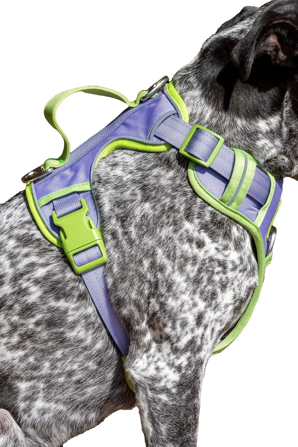 Lavender Garden Dog Harness by Aria the Fox - photo 6