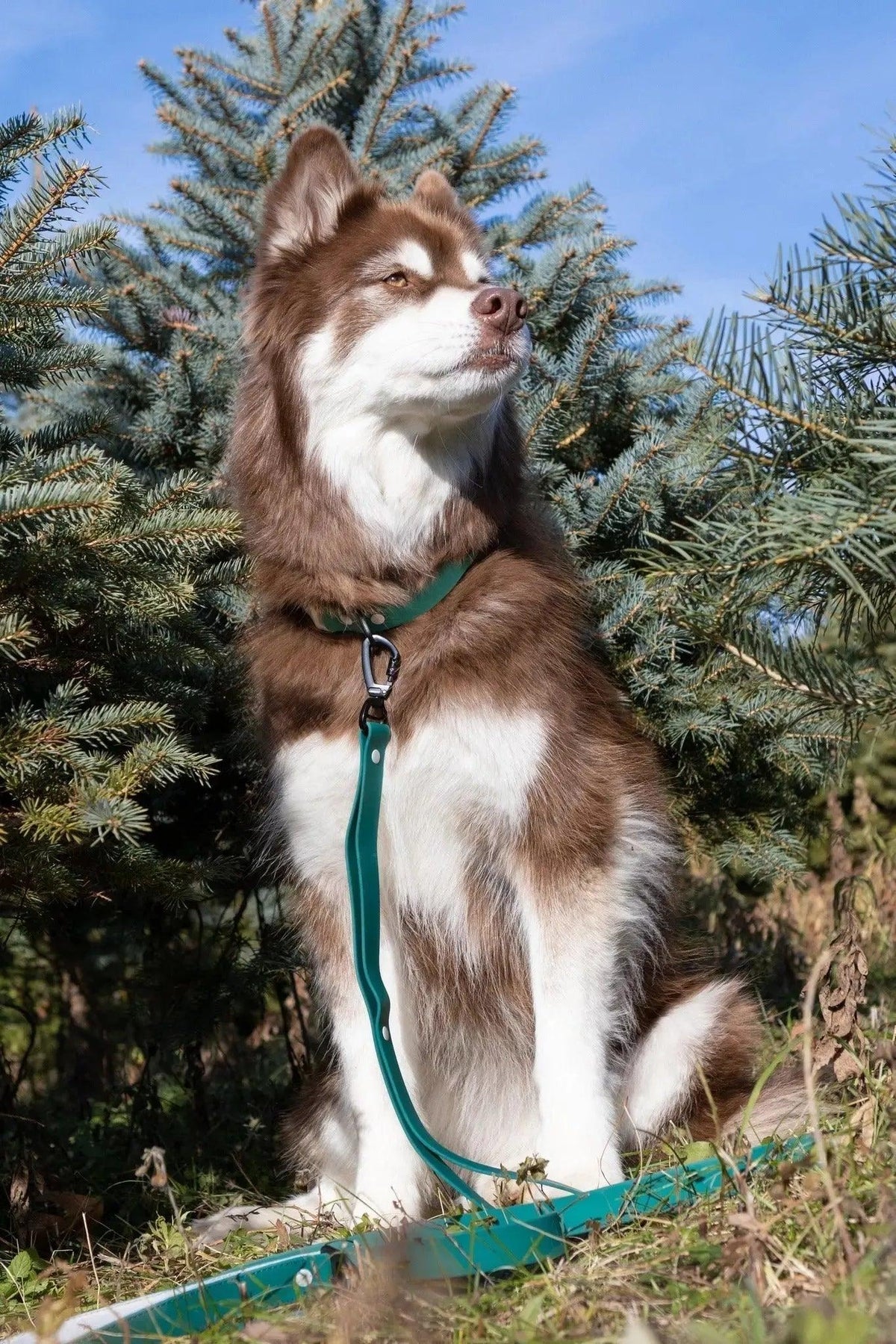 Aria the Fox Siberian Spruce Waterproof Dog Leash, 6 ft